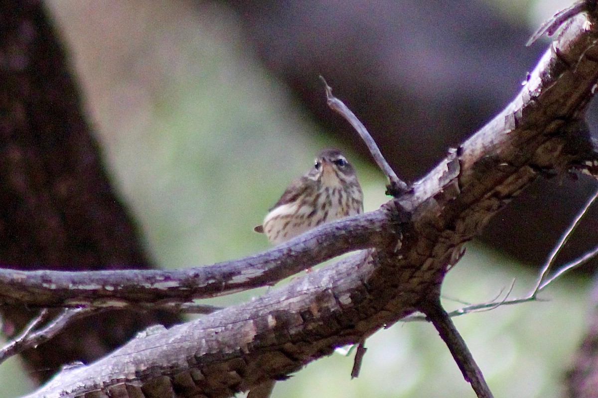 Louisiana Waterthrush - ML394264731