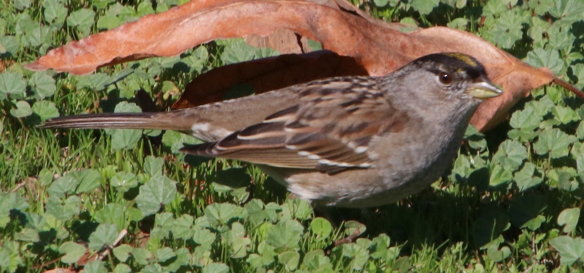 Golden-crowned Sparrow - ML394267011