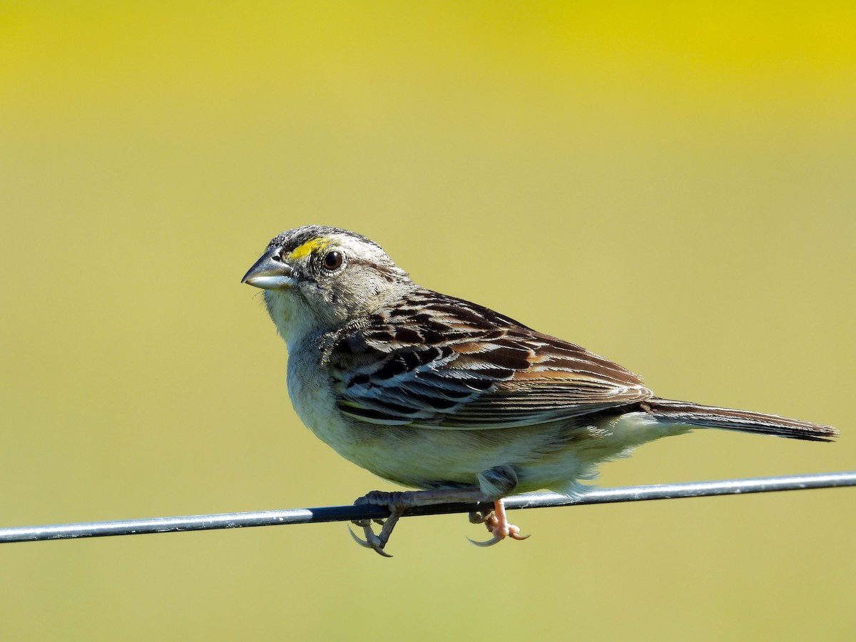 Grassland Sparrow - ML394267841