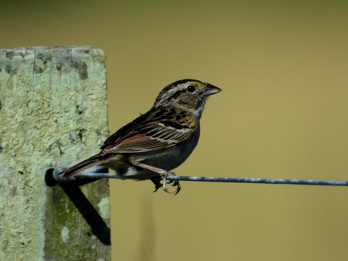 Grassland Sparrow - ML394267851