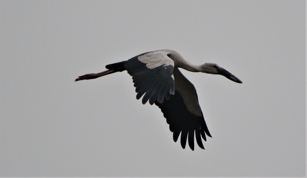 Asian Openbill - Sudesh Kumar