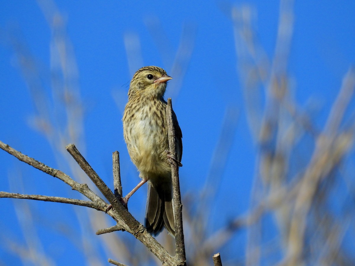 Long-tailed Reed Finch - ML394268071