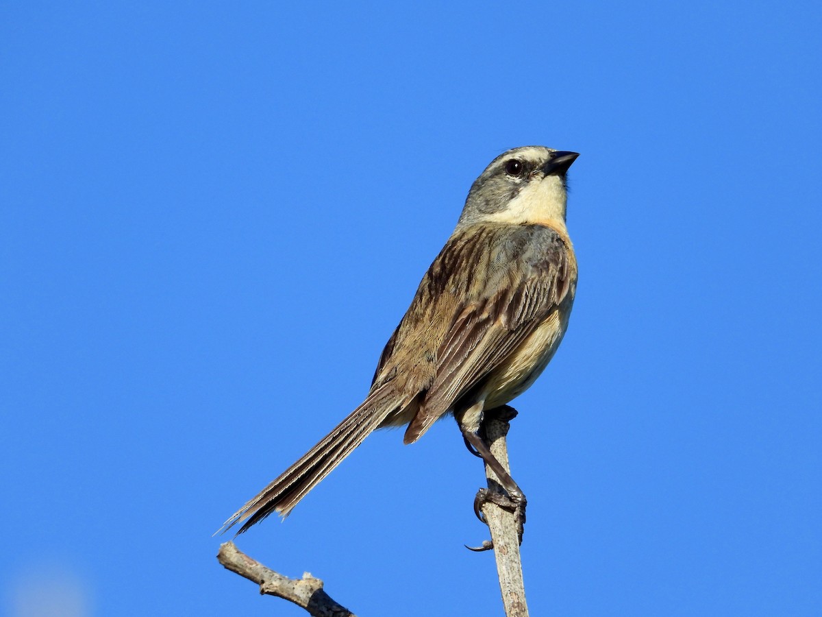 Long-tailed Reed Finch - ML394268081