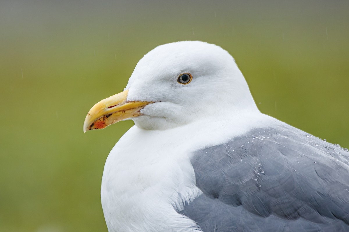 Western Gull - ML394268791