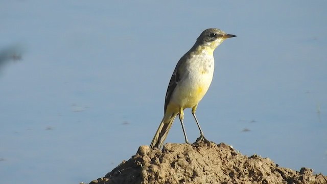 Western Yellow Wagtail - ML394269661