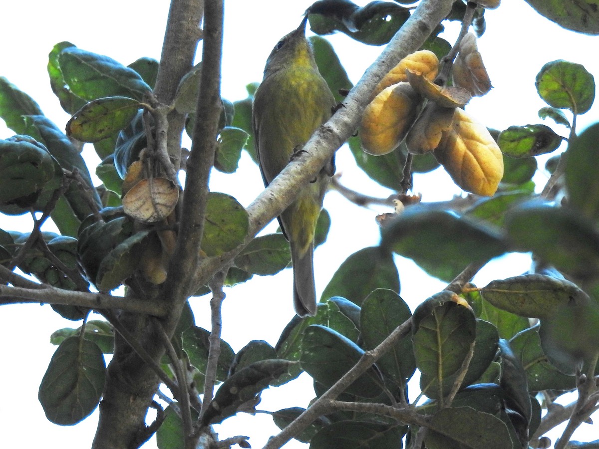 Orange-crowned Warbler - ML394269781