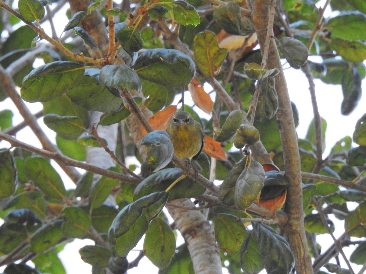 Orange-crowned Warbler - Sandra Blair