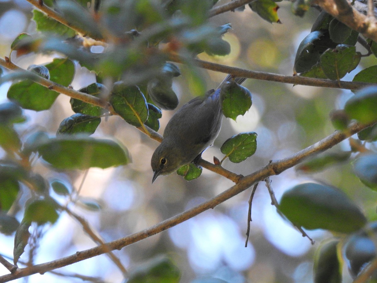 Orange-crowned Warbler - Sandra Blair