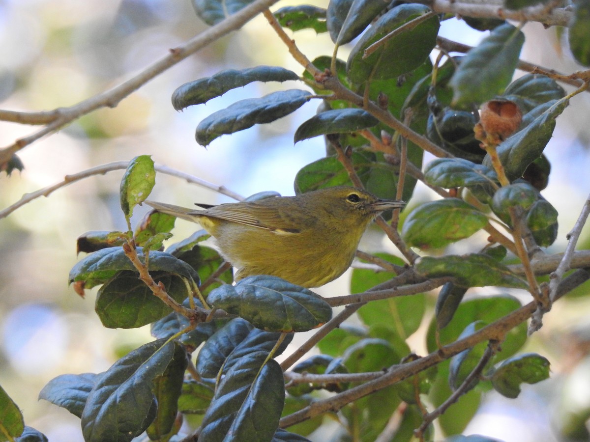 Orange-crowned Warbler - Sandra Blair