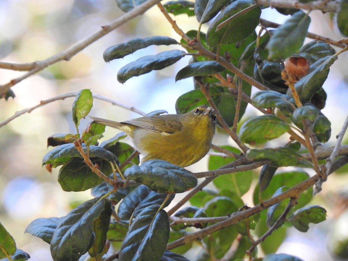 Orange-crowned Warbler - Sandra Blair