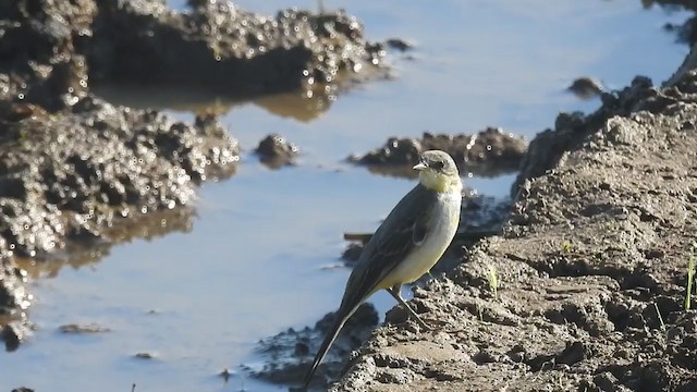 Western Yellow Wagtail - ML394270111