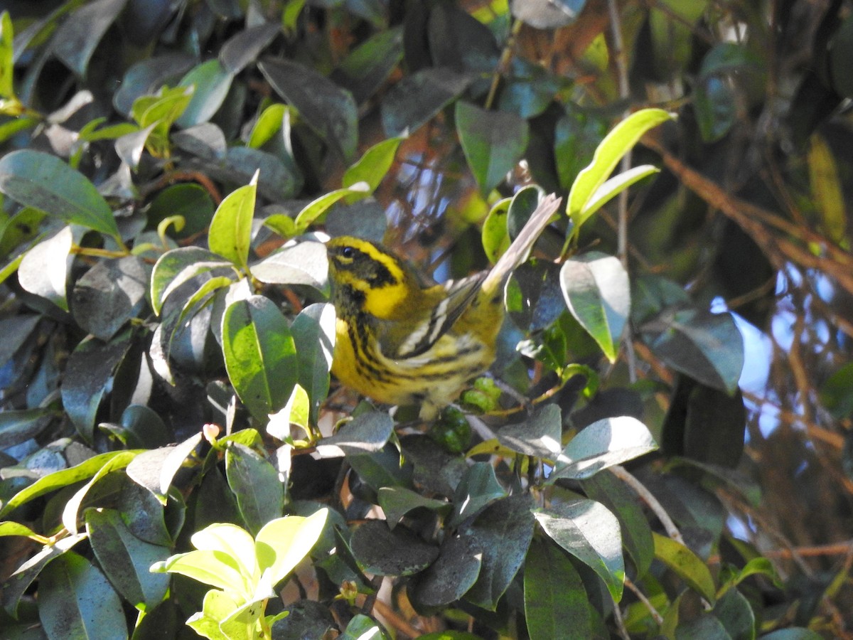 Townsend's Warbler - Sandra Blair