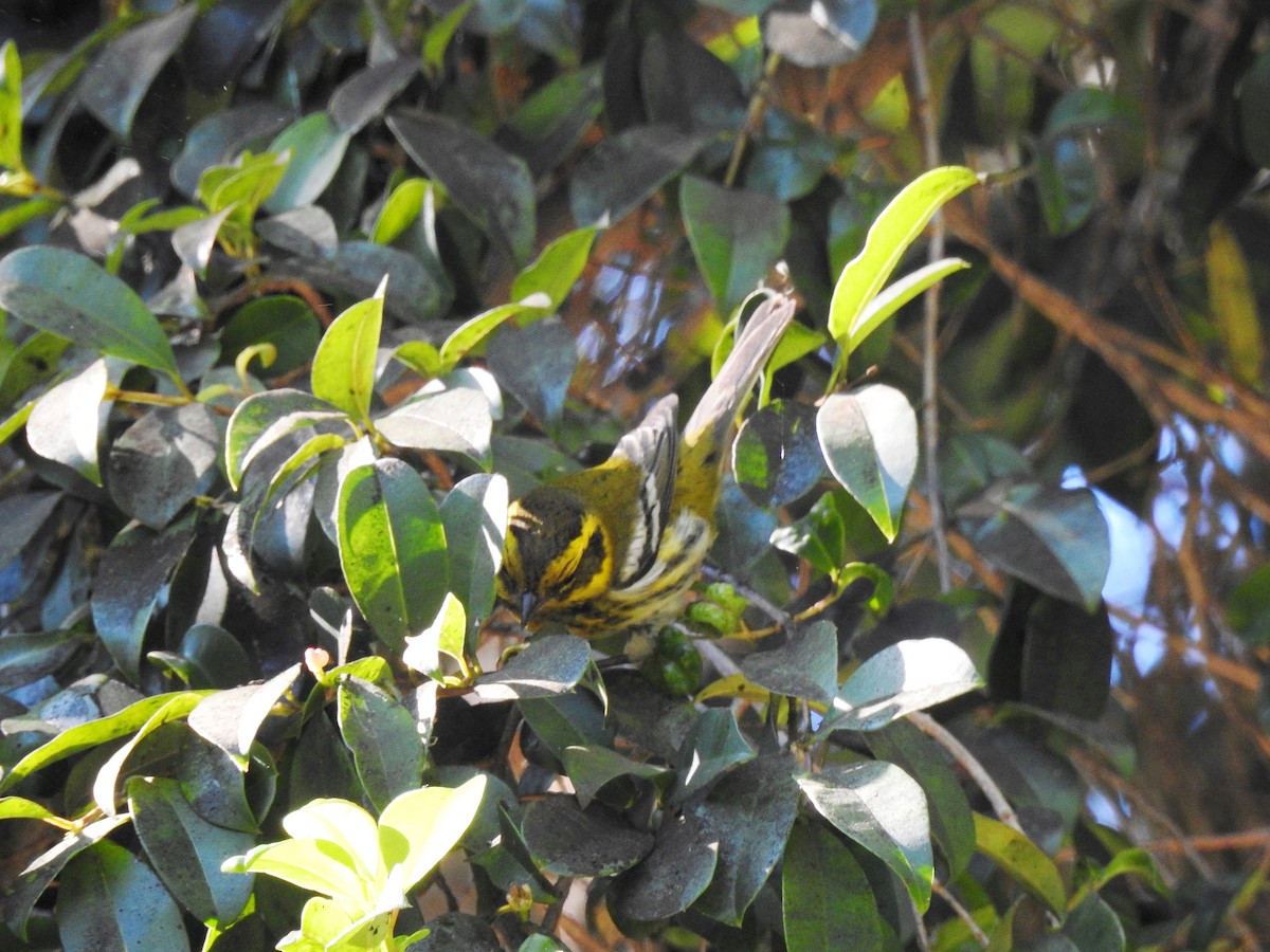 Townsend's Warbler - ML394271481