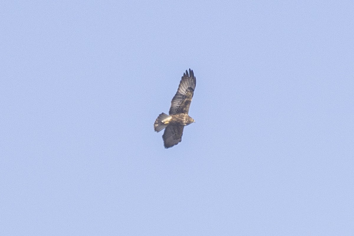 Buteo sp. - ML394272471