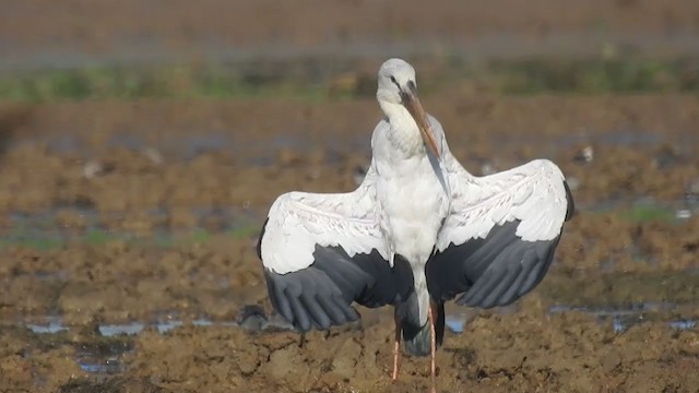 Лелека-молюскоїд індійський - ML394275881