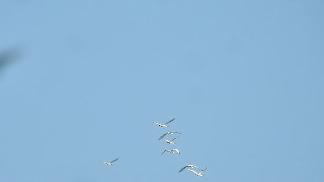 Eurasian Spoonbill - ML394275991