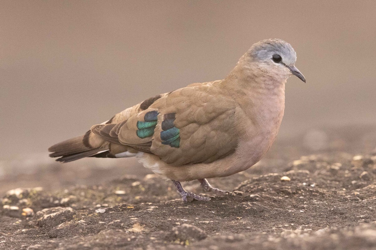 Emerald-spotted Wood-Dove - ML394276671