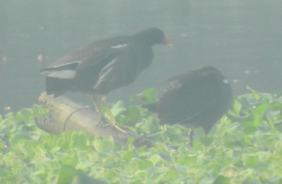 Gallinule poule-d'eau - ML394277001