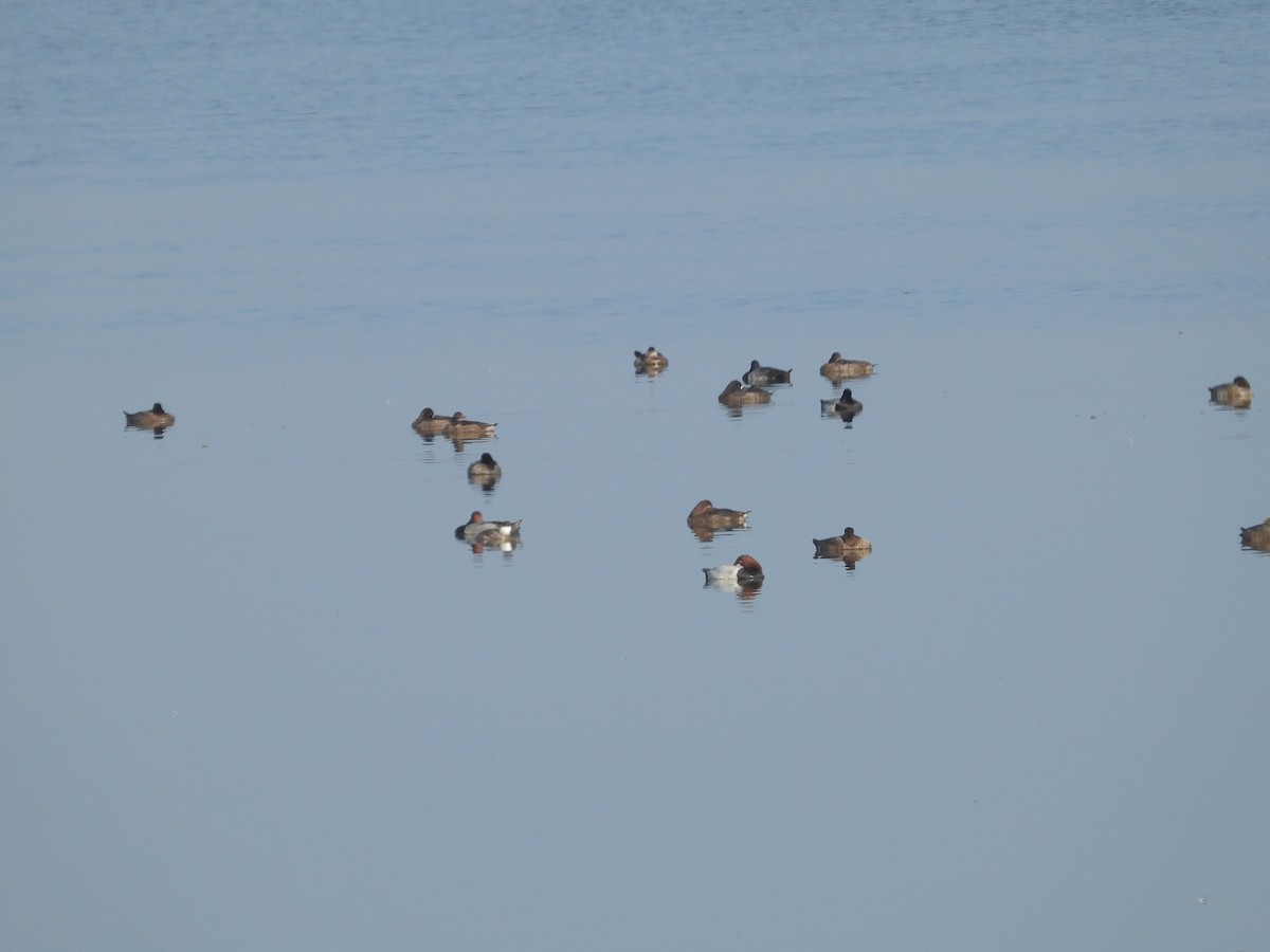 Canvasback - Howard Friedman