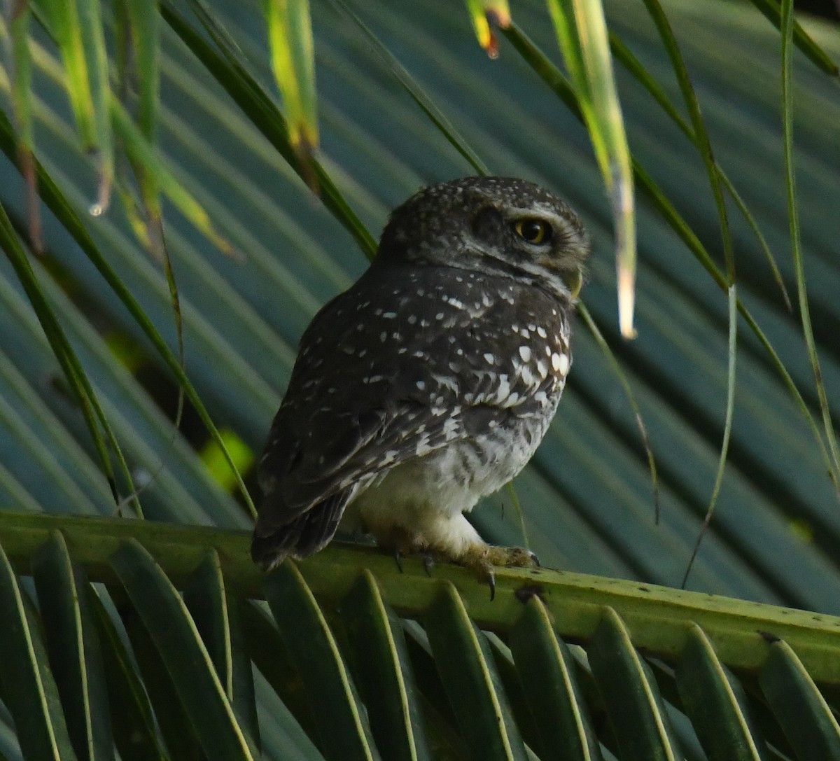 Spotted Owlet - ML394279071