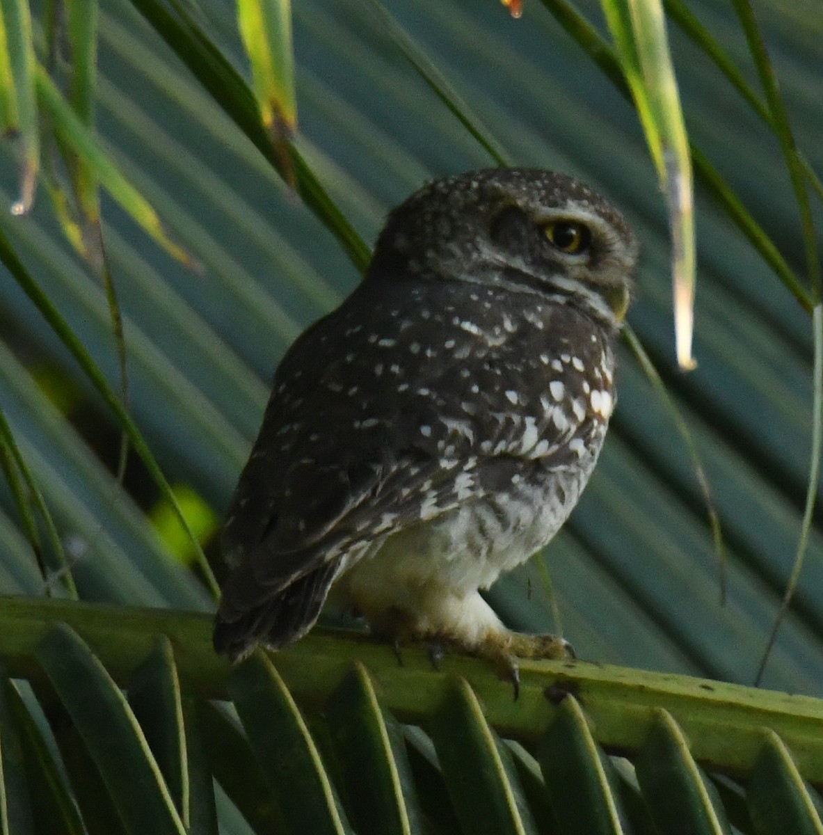Spotted Owlet - ML394279081