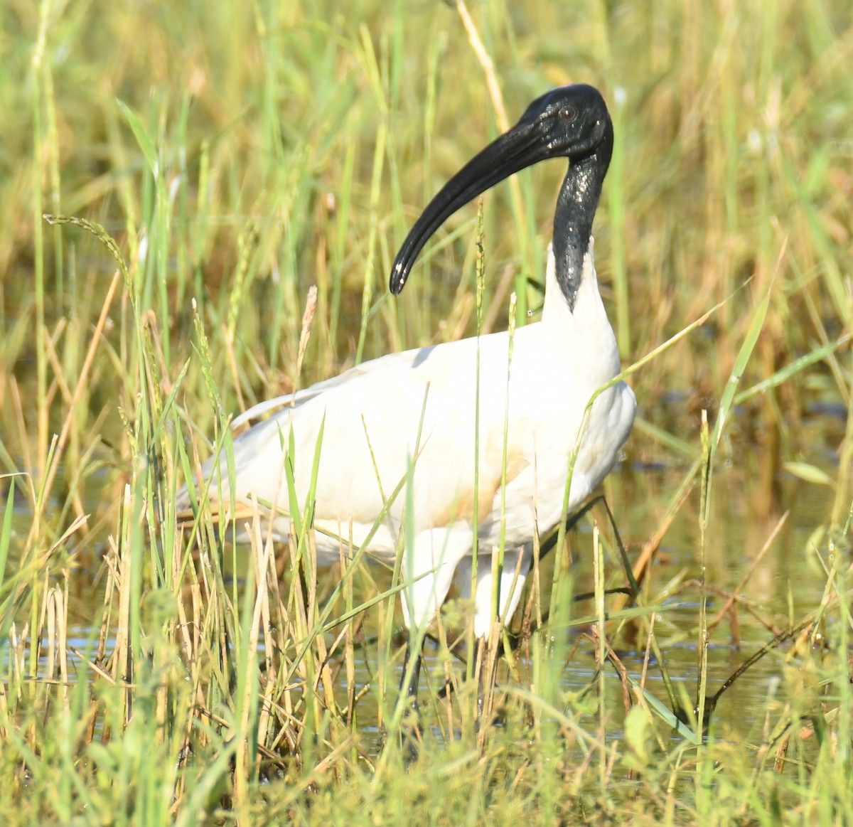 ibis černohlavý - ML394279131