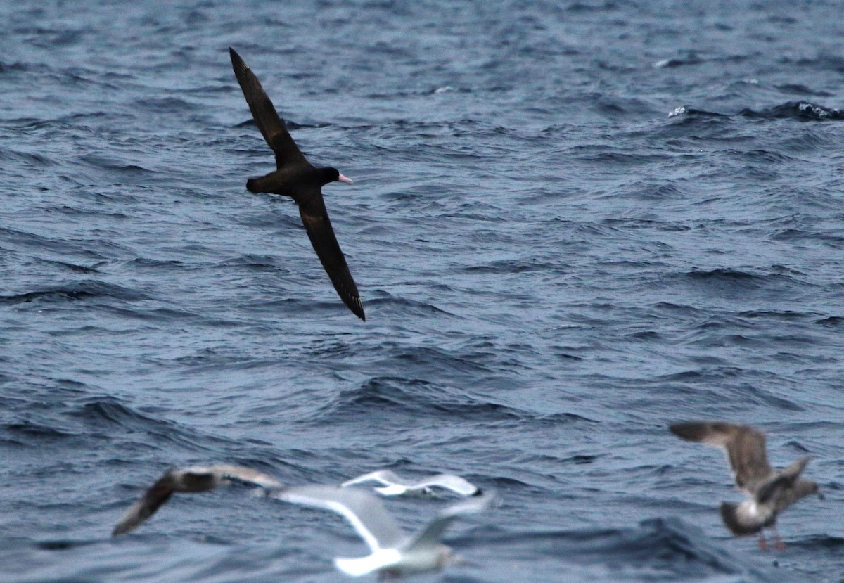 Short-tailed Albatross - ML394280351