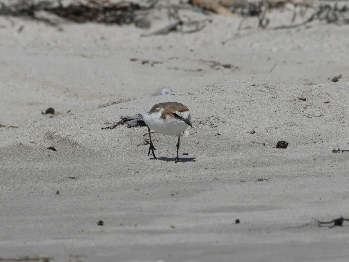 Red-capped Plover - ML394280381