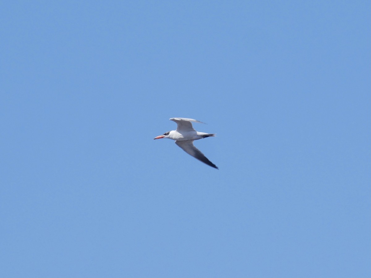 Caspian Tern - Keith Morris