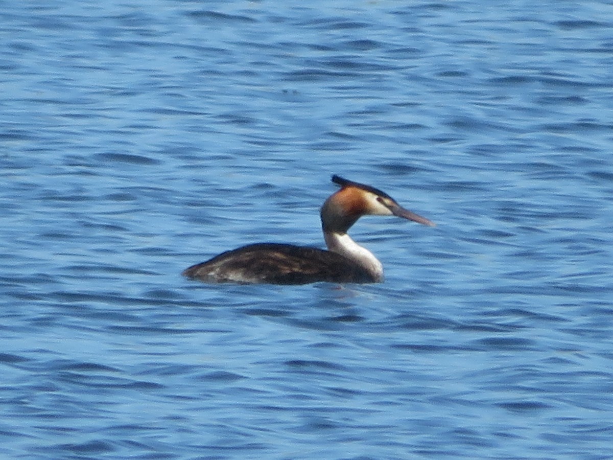 Great Crested Grebe - ML394280461