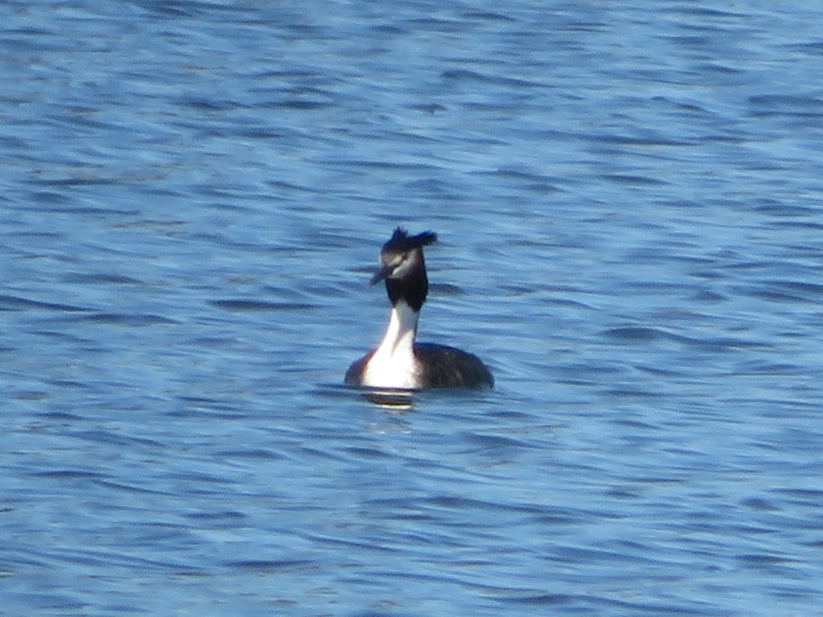 Great Crested Grebe - ML394280501