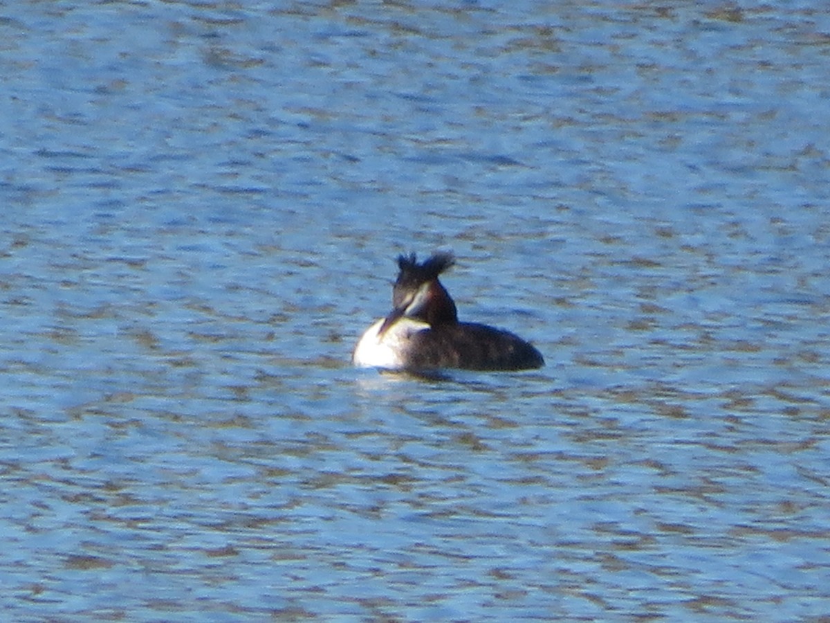 Great Crested Grebe - ML394280611