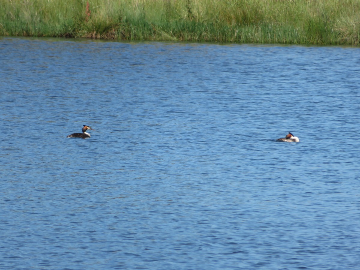 Great Crested Grebe - Christine D