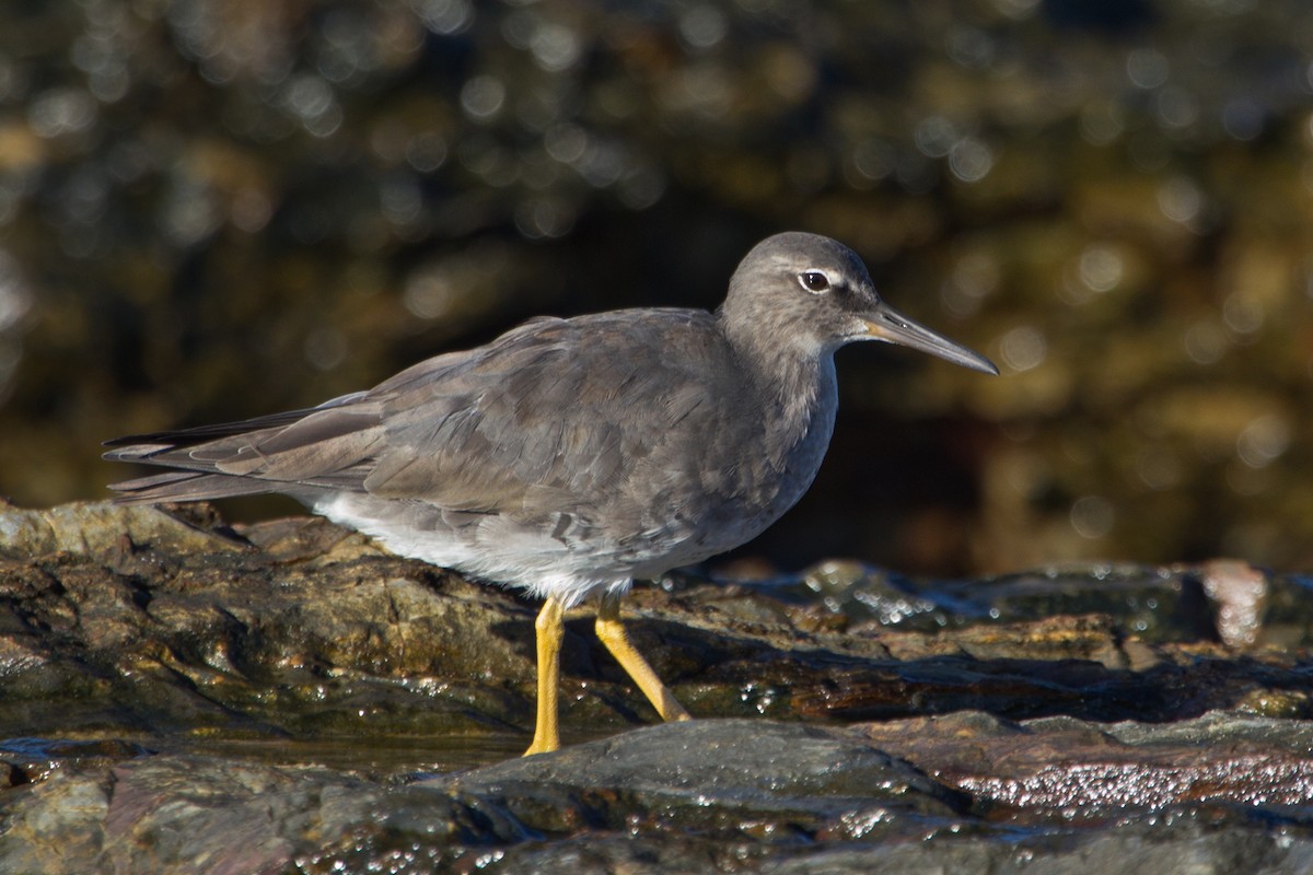 Wandering Tattler - ML394280811