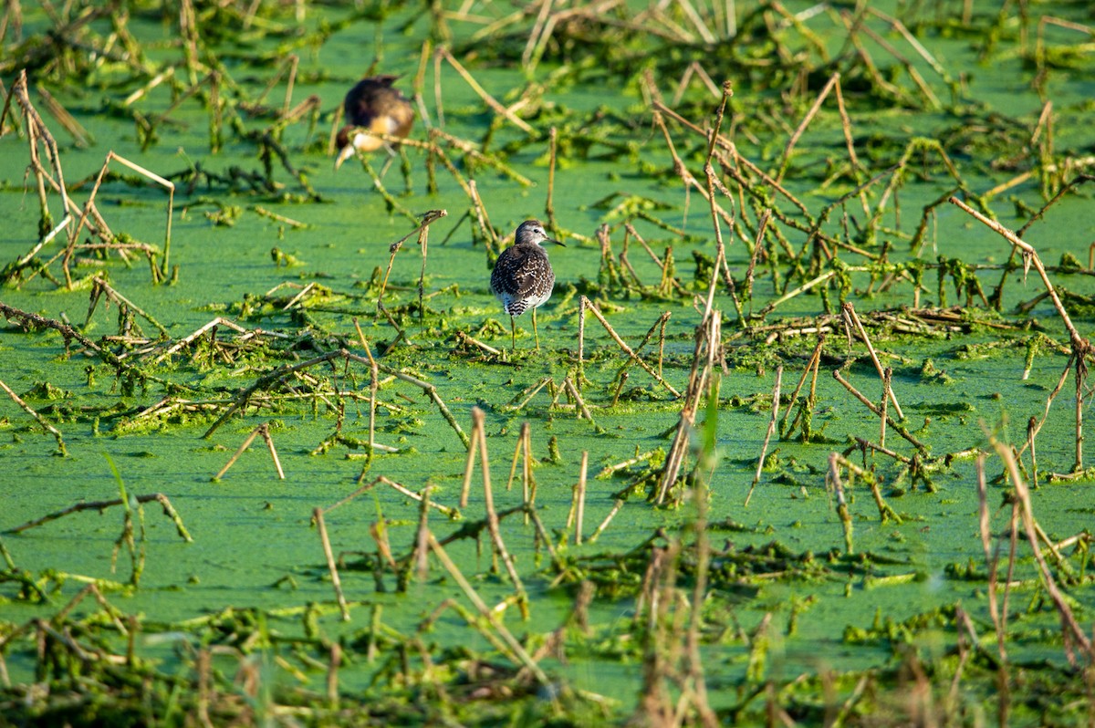 Wood Sandpiper - ML394281111