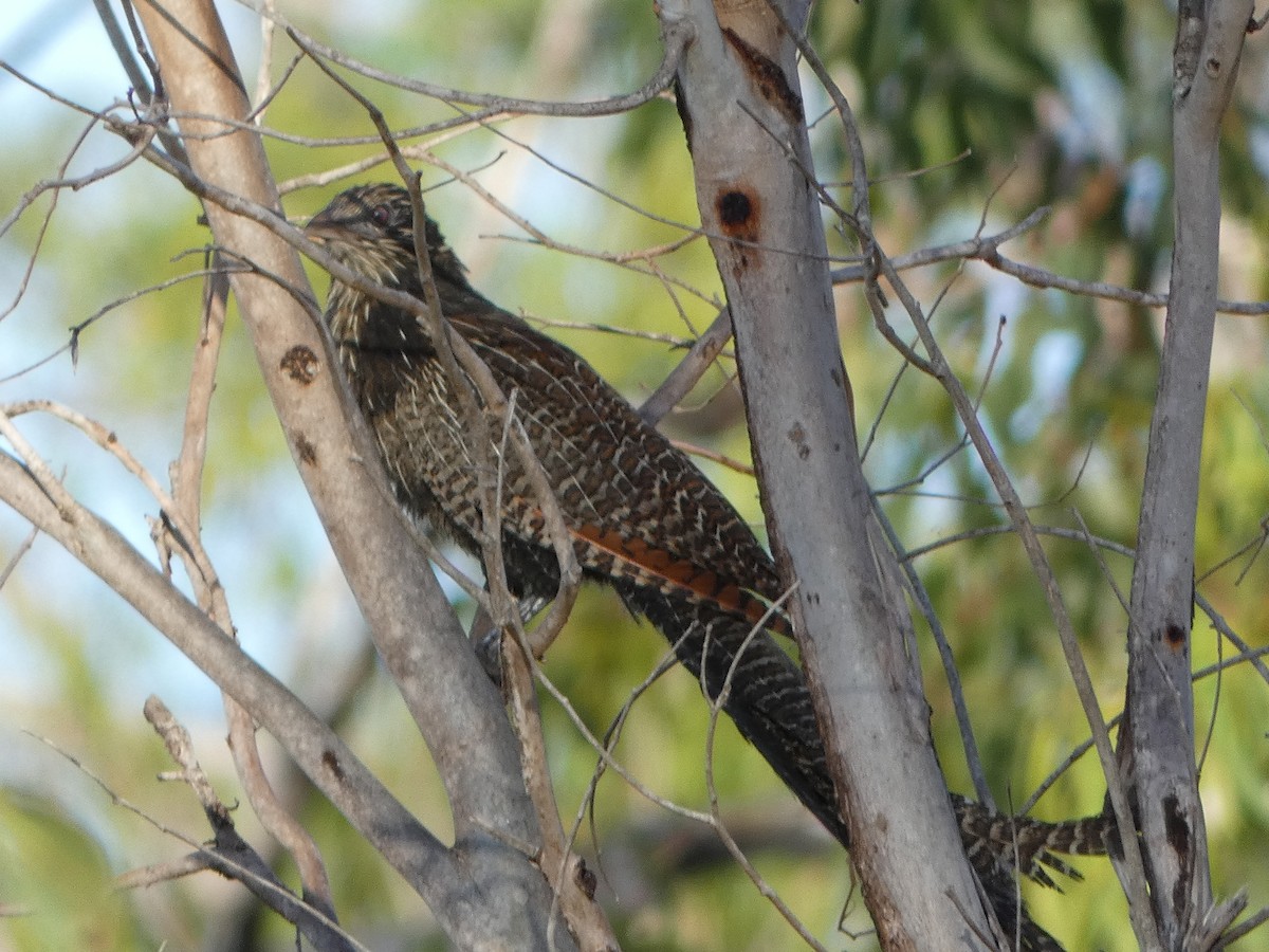 kukačka bažantí [skupina phasianinus] - ML394283831