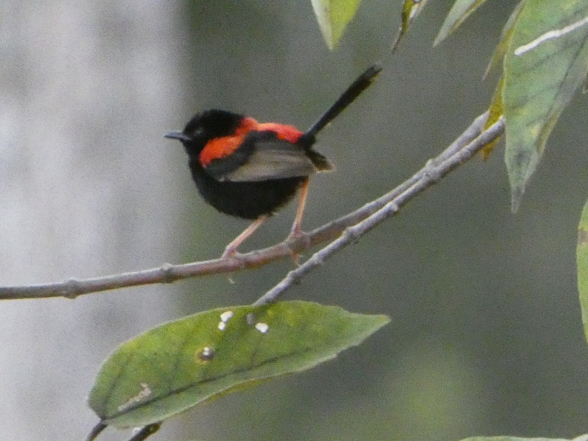 Red-backed Fairywren - ML394284051