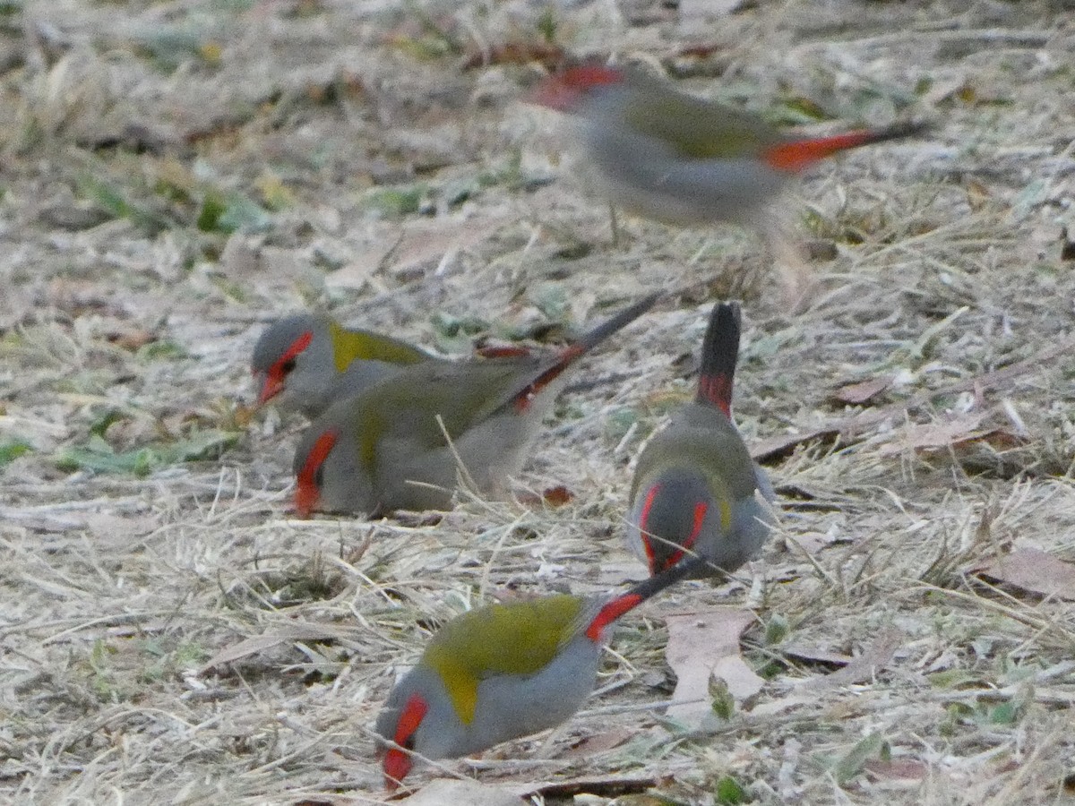 Red-browed Firetail - ML394284251