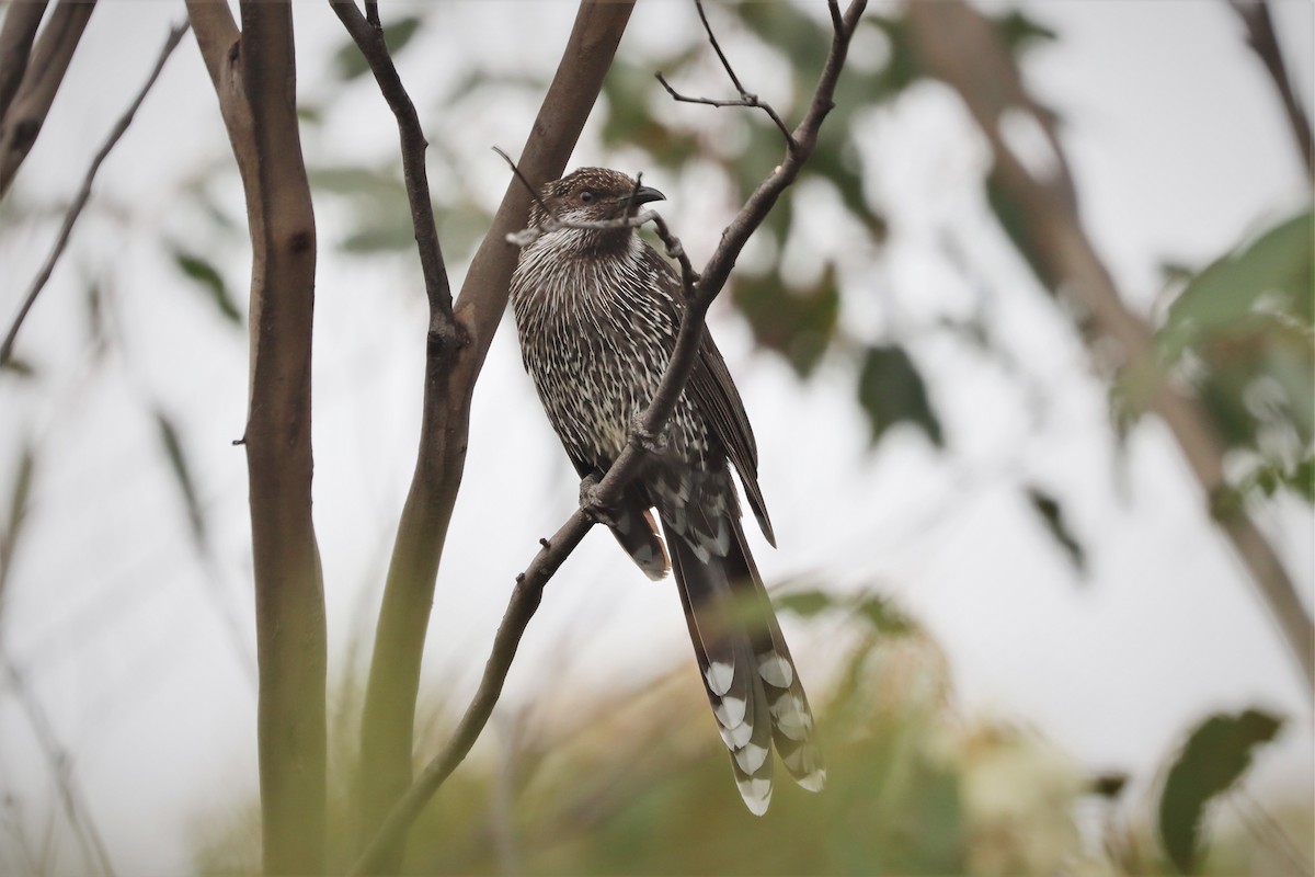 Little Wattlebird - ML394284401