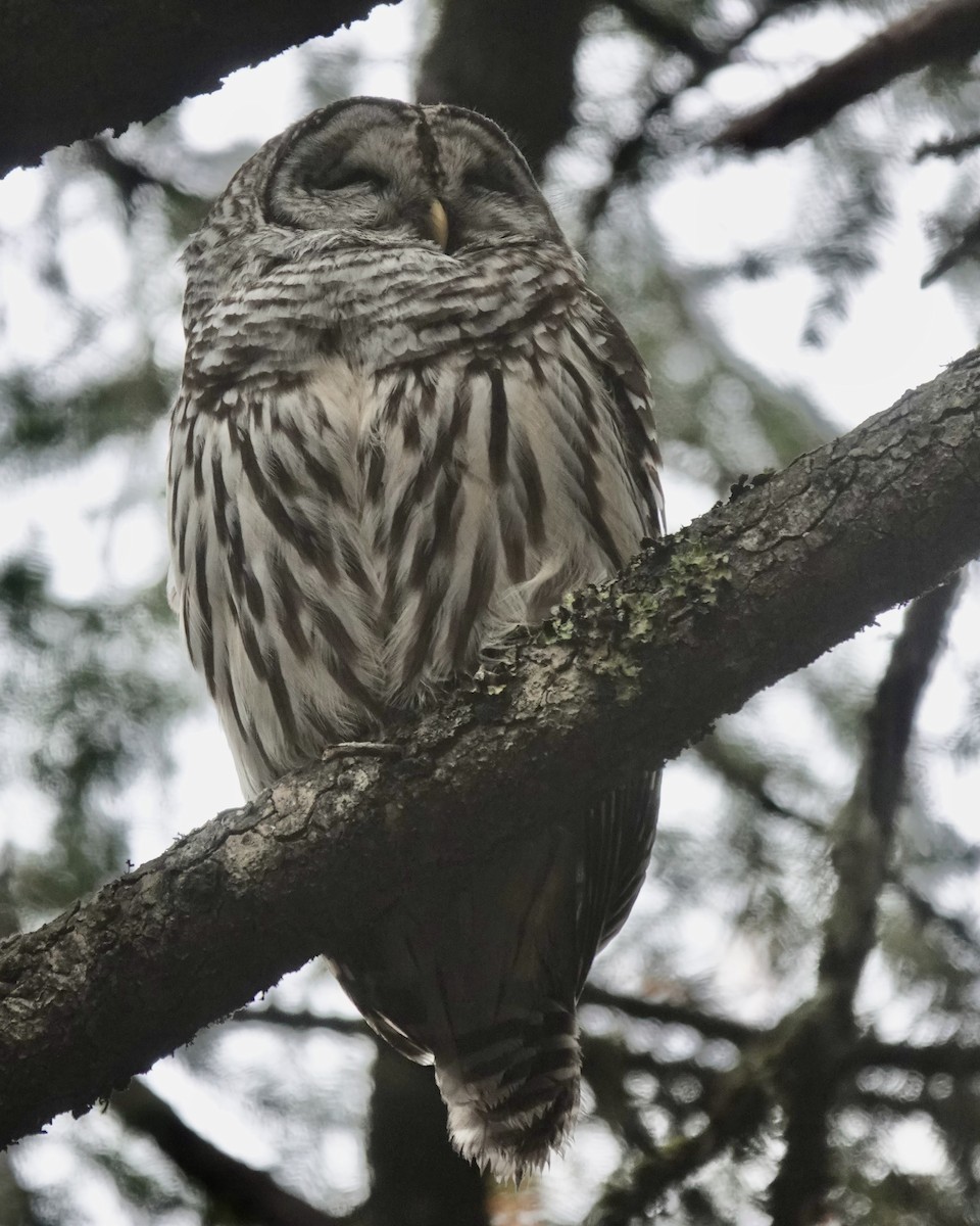 Barred Owl - ML394285911