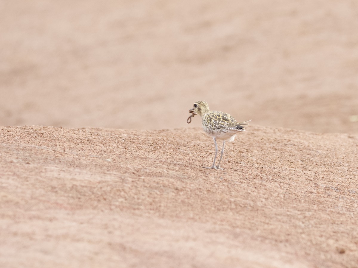 Pacific Golden-Plover - ML394285961