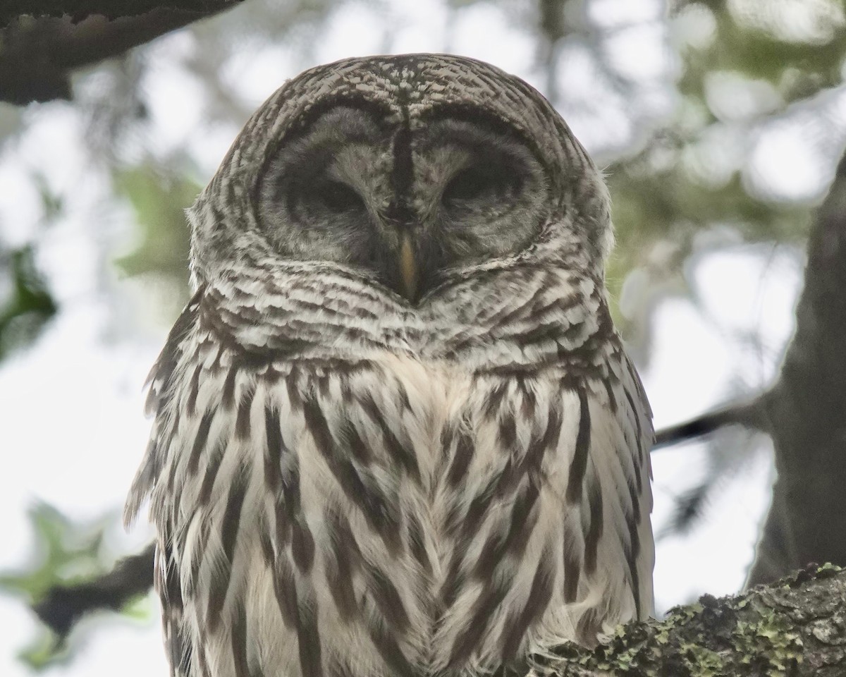 Barred Owl - ML394285971