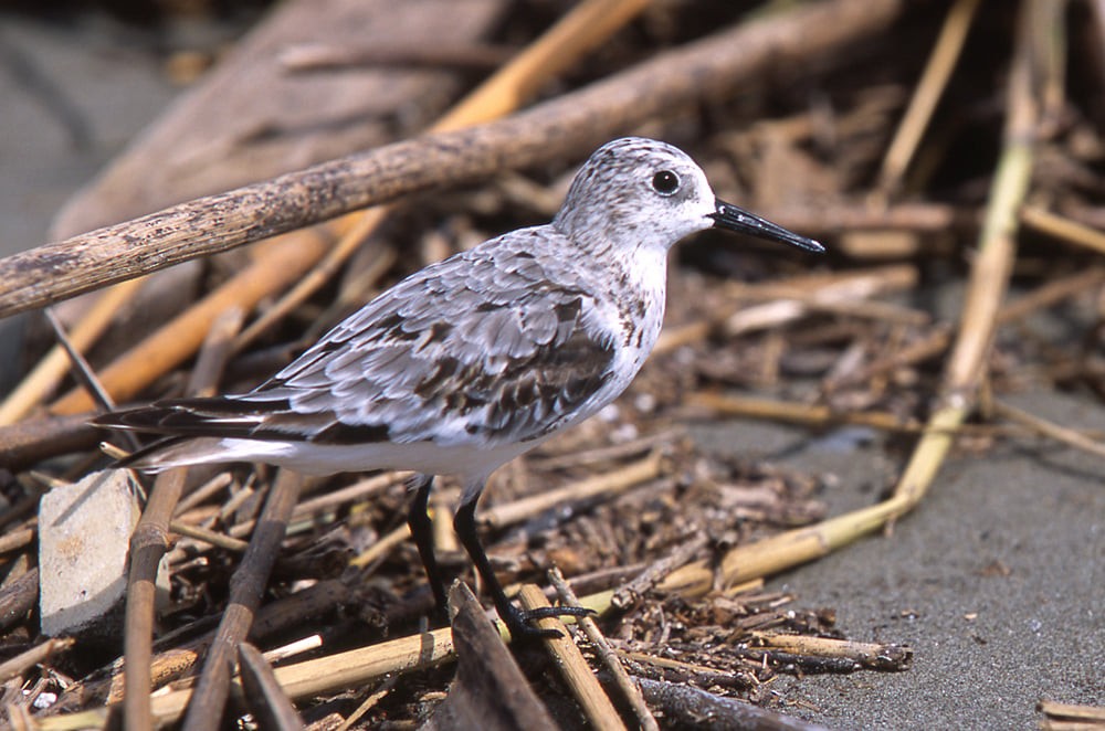 Sanderling - Yoshiaki Watanabe