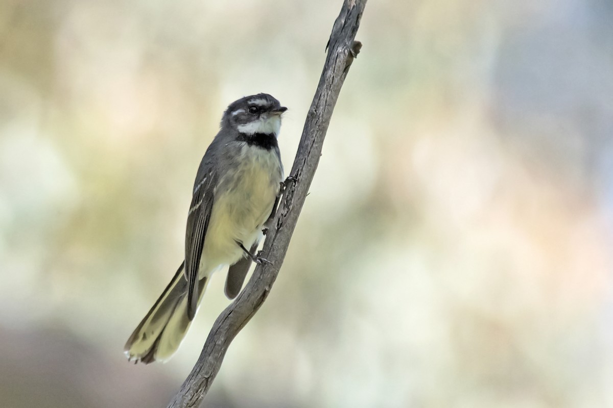 Gray Fantail - ML394287911
