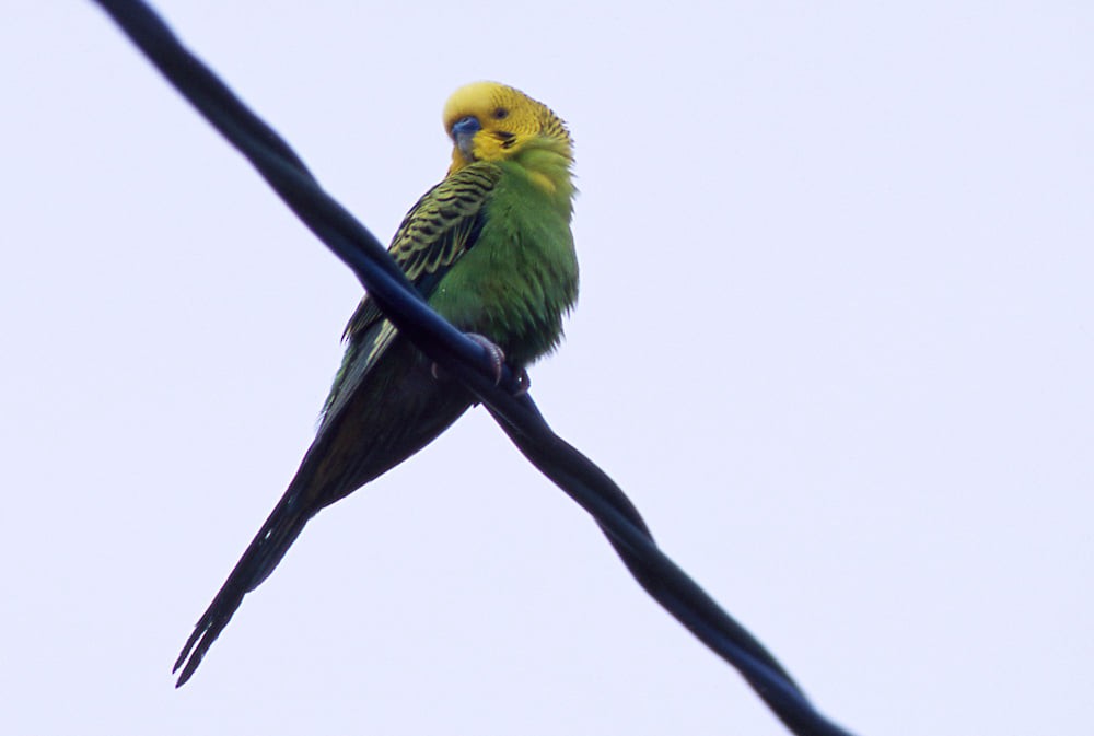 Budgerigar (Domestic type) - ML394287971