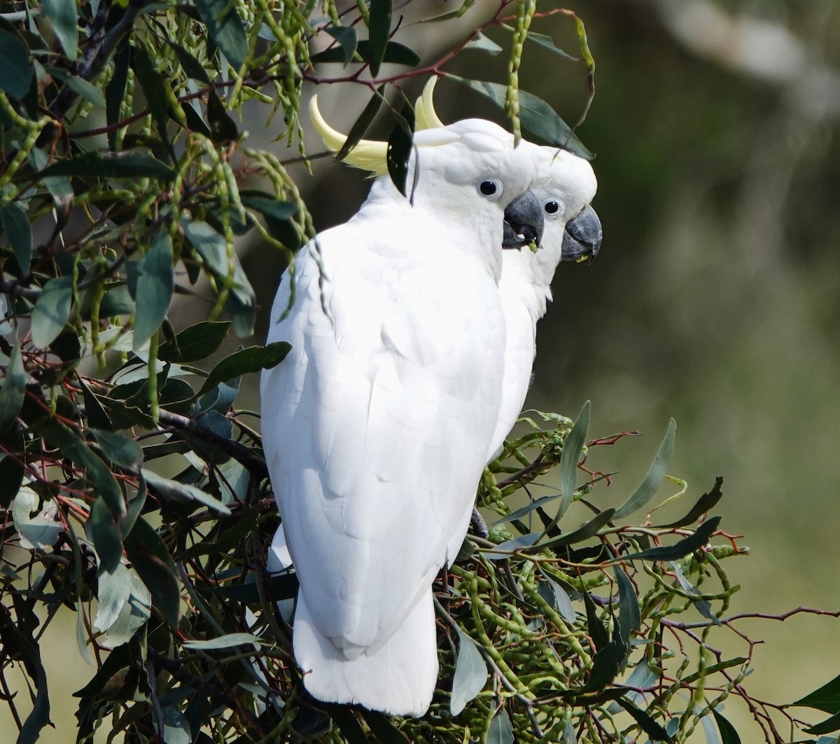 Cacatúa Galerita - ML394288201