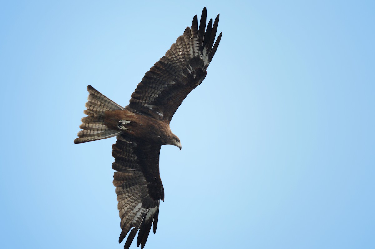 Black Kite - Sumit Kumar