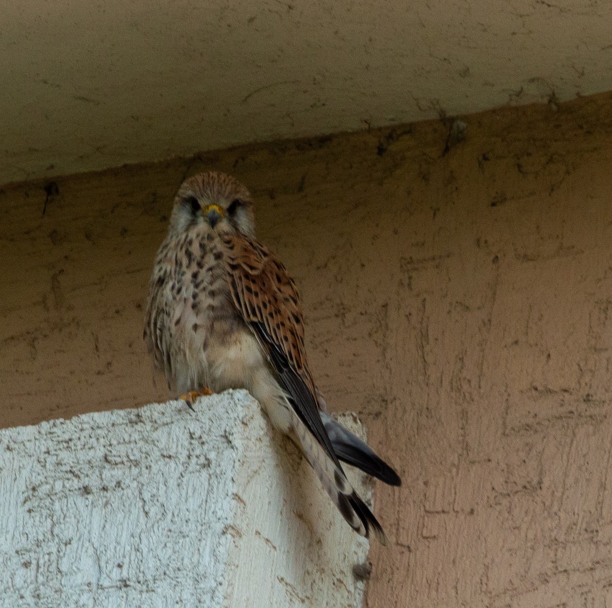 Eurasian Kestrel - ML394289381