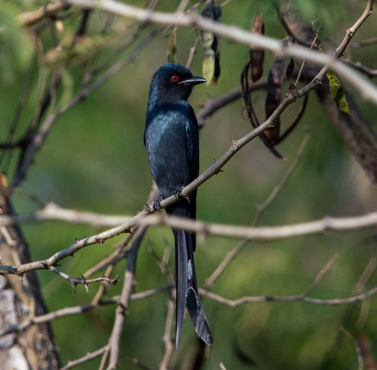 Ashy Drongo - ML394289461