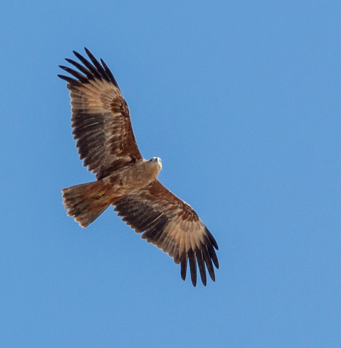 Brahminy Kite - ML394289541